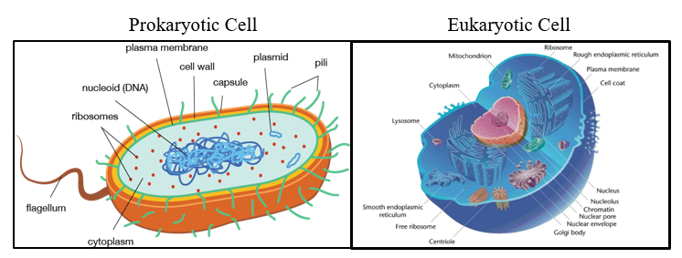 Module 2.2: Prokaryotic/Eukaryotic Cells